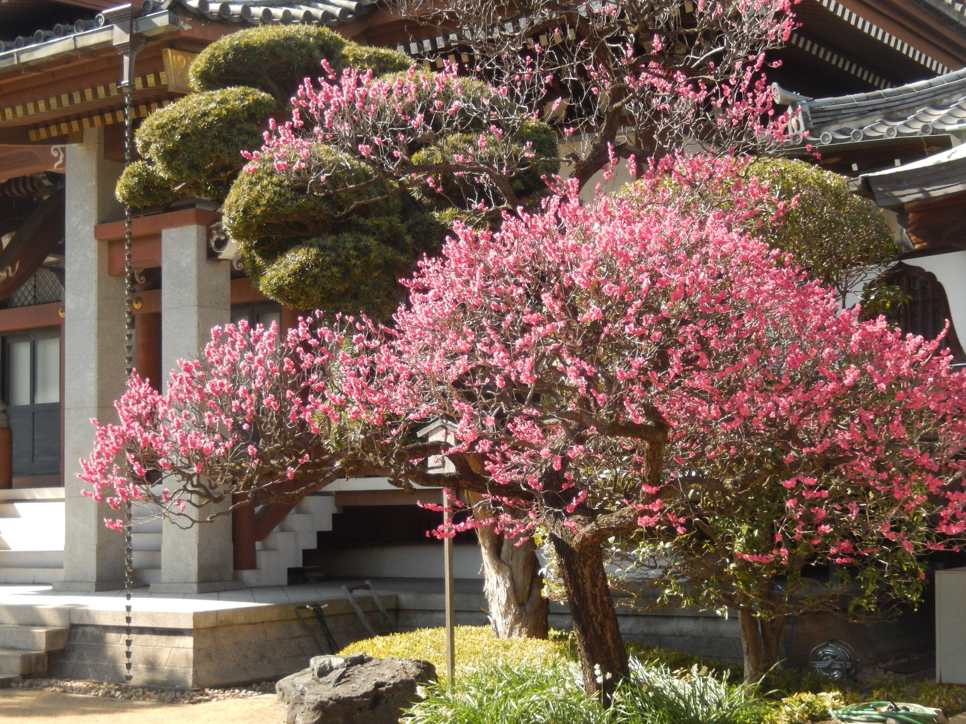 徳川家康公が愛でた金藏院の紅梅【花のコラム】